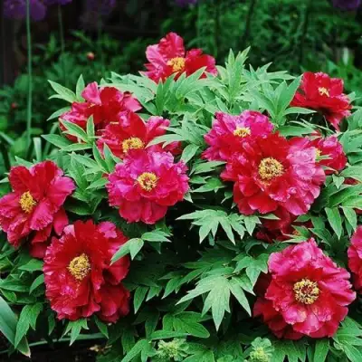 Пион КРАСНЫЙ ЛОТОС древовидный в Солигорске