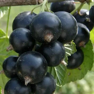 Смородина черная КЛУССОНОВСКАЯ в Солигорске