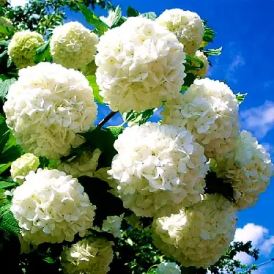 Калина БУЛЬДЕНЕЖ в Солигорске