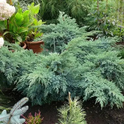 Можжевельник БЛЮ ШВЕД (СВИД) чешуйчатый в Солигорске