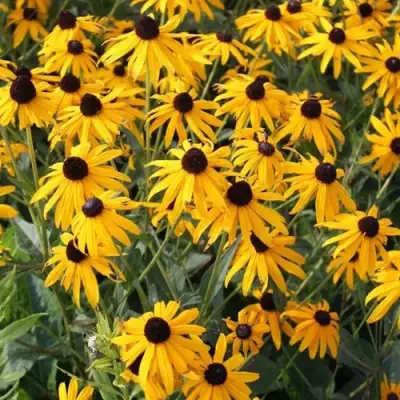 Рудбекия блестящая в Солигорске