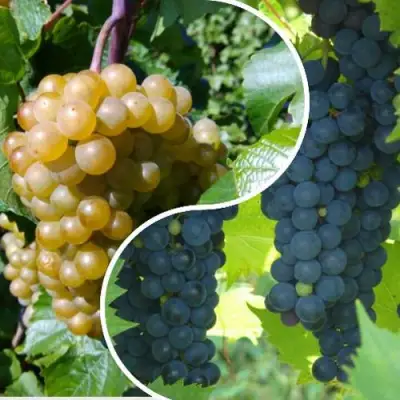 Комплект ИНЬ-ЯНЬ в Солигорске