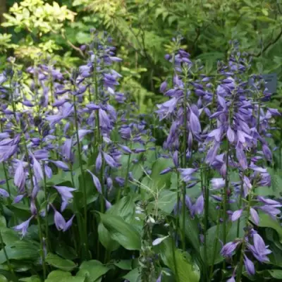 Хоста ГАРРИ ВАН ТРИЕР в Солигорске