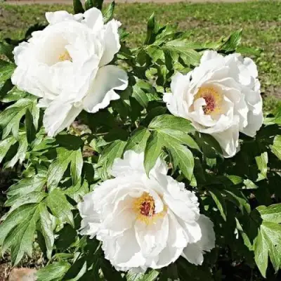 Пион ЛЕТНИЙ ДВОРЕЦ древовидный в Солигорске