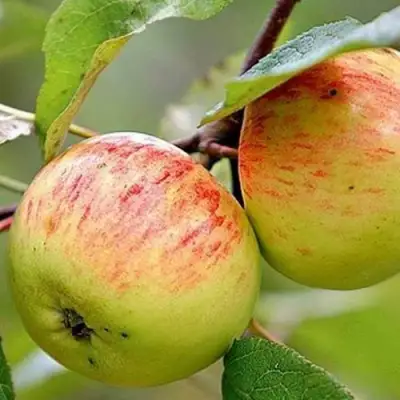 Яблоня РАНЕТКА (КОРОБОВКА) в Солигорске