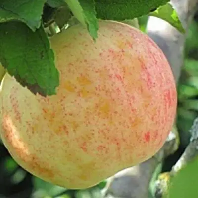 Яблоня ЛЕТНЕЕ СЛАДКОЕ в Солигорске