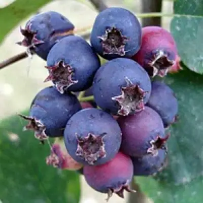 Ирга SLEYT в Солигорске