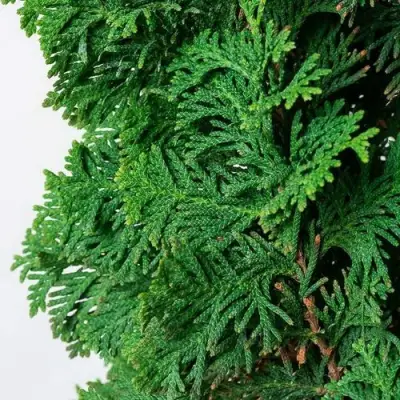 Туя СПИРАЛИС западная в Солигорске