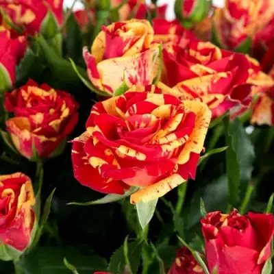 Роза ФАЙЕР ФЛЕШ спрей в Солигорске