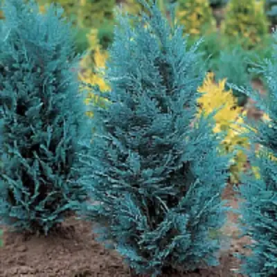 Кипарисовик ВАН ПЕЛЬТС БЛЮ лавсона в Солигорске