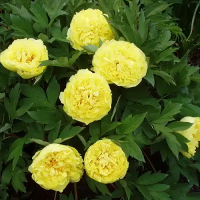 Пион ЗОЛОТАЯ КОРОНА древовидный в Солигорске