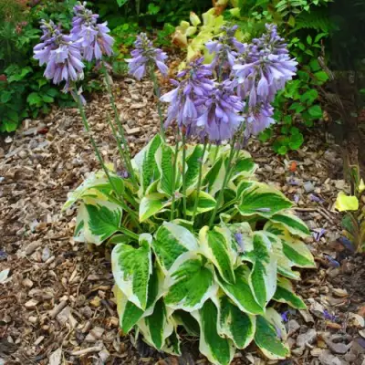 Хоста АУРЕОМАРГИНАТА в Солигорске