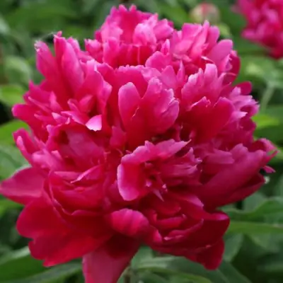 Пион ПЕСНЬ ВЕТРА травянистый в Солигорске