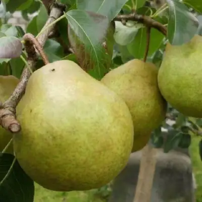 Груша ПЛАТОНОВСКАЯ в Солигорске