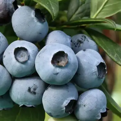 Голубика НЕЛЬСОН в Солигорске