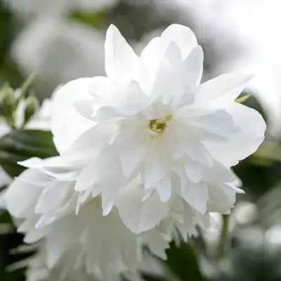 Жасмин МИНЕСОТА СНОУФЛЕЙК в Солигорске