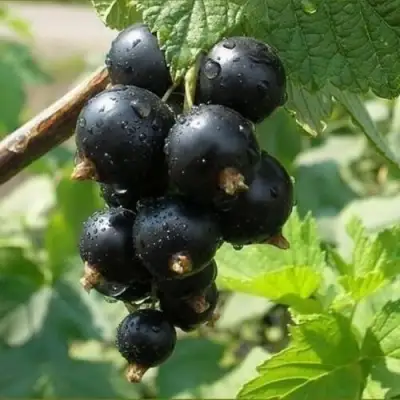 Смородина черная ПИГМЕЙ в Солигорске