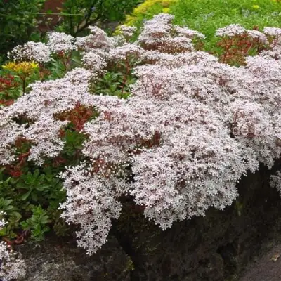 Очиток (седум) МУРАЛЕ белый в Солигорске