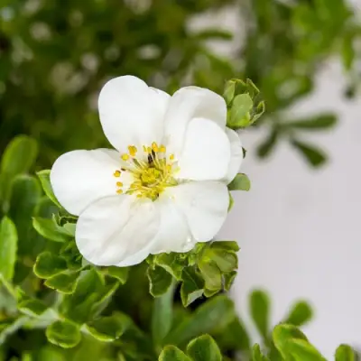 Лапчатка СНОУБЕРД кустарниковая в Солигорске