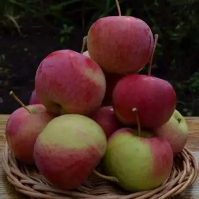 Яблоня РОДНИКОВАЯ в Солигорске