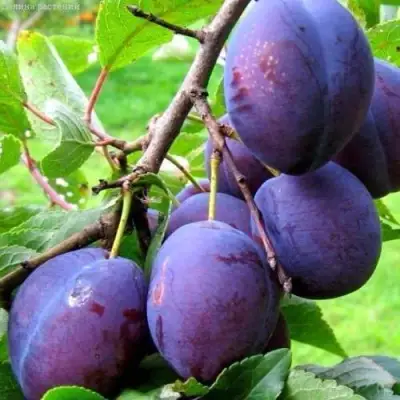 Слива ВЕНГЕРКА БЕЛОРУССКАЯ в Солигорске