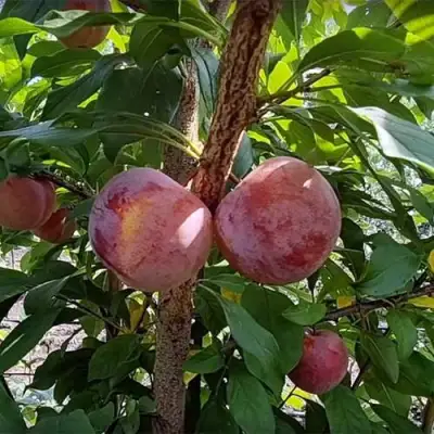 Плуот ГЕО ПРАЙД в Солигорске