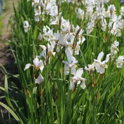 Ирис АЛЬБА сибирский в Солигорске