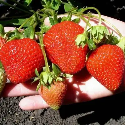 Клубника САН АНДРЕАС ремонтантная в Солигорске