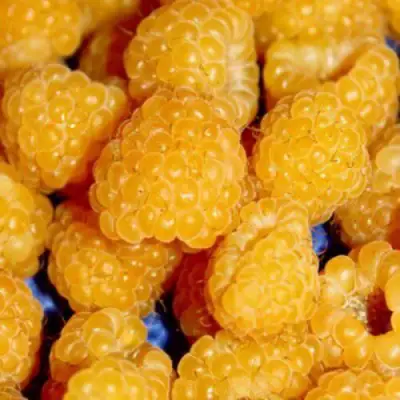 Малина БЕГЛЯНКА в Солигорске