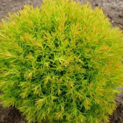 Туя АННИЕК западная в Солигорске