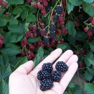 Ежевика ОРКАН бесшипная  в Солигорске