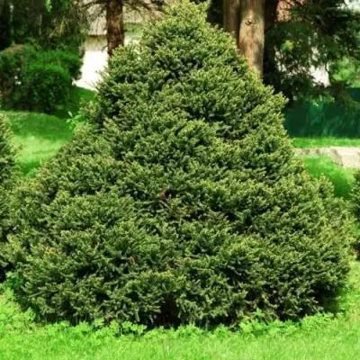 Ель ОЛЕНДОРФИ обыкновенная в Солигорске