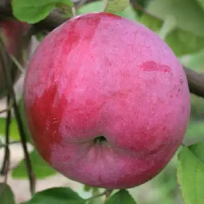 Яблоня БРЯНСКОЕ РОЗОВОЕ в Солигорске