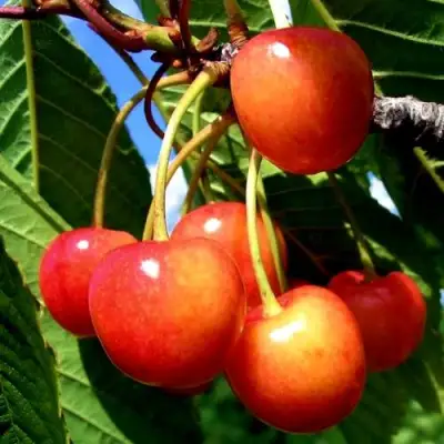 Черешня ФАТЕЖ в Солигорске