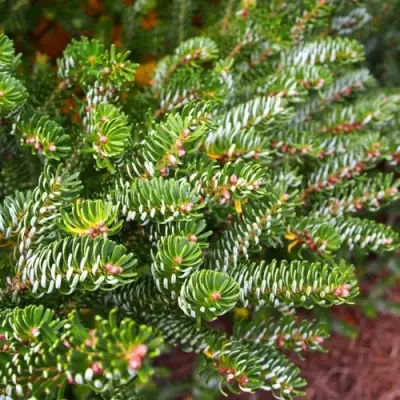 Пихта белая в Солигорске