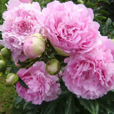 Пион ДИННЕР ПЛЕЙТ травянистый в Солигорске