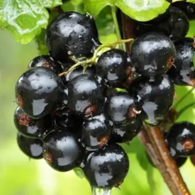 Смородина черная БЫЛИННАЯ (ВЕРНОСТЬ) в Солигорске