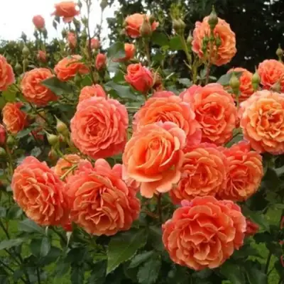 Роза БЕЛЬВЕДЕР шраб в Солигорске