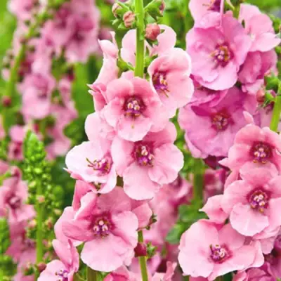 Коровяк ПИНК ДОМИНО гибридный (вербаскум) в Солигорске