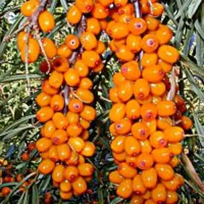 Облепиха СУДАРУШКА в Солигорске