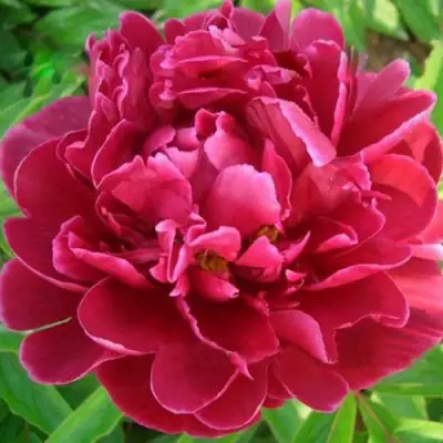 Пион КИТАЙСКИЙ ШЕЛК травянистый в Солигорске