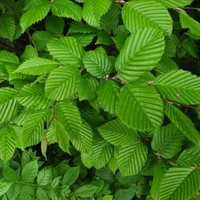 Граб  в Солигорске