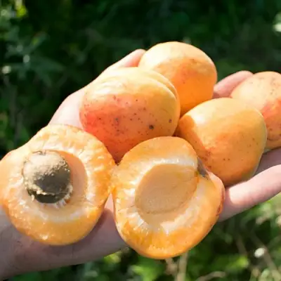 Абрикос ХАРГРАНД в Солигорске