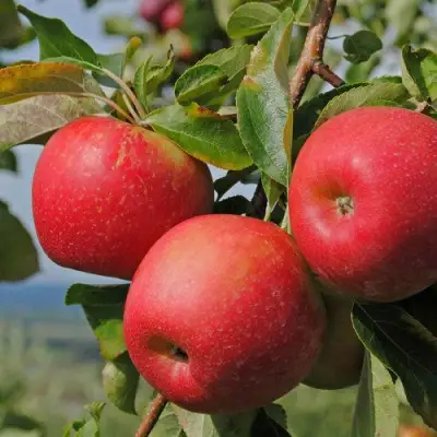 Яблоня ГАЛА МАСТ в Солигорске