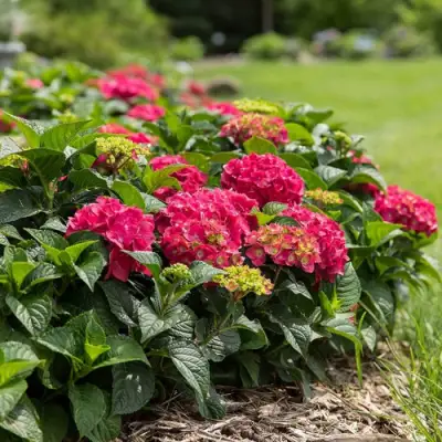 Гортензия ЭНДЛЕСС САММЕР ЛАВ крупнолистная в Солигорске