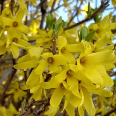 Форзиция ФОРЧУНА в Солигорске