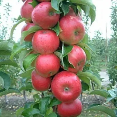 Яблоня АНТЕЙ КИЕВСКИЙ колонновидная в Солигорске