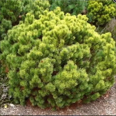 Ель ДАНС ДВАРФ обыкновення в Солигорске