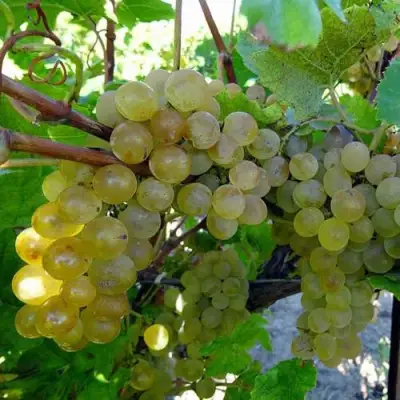 Виноград КРИСТАЛЛ в Солигорске