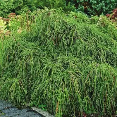 Кипарисовик ФИЛИФЕРА НАНА горохоплодный  в Солигорске